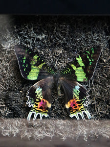 The Madagascan Sunset Moth